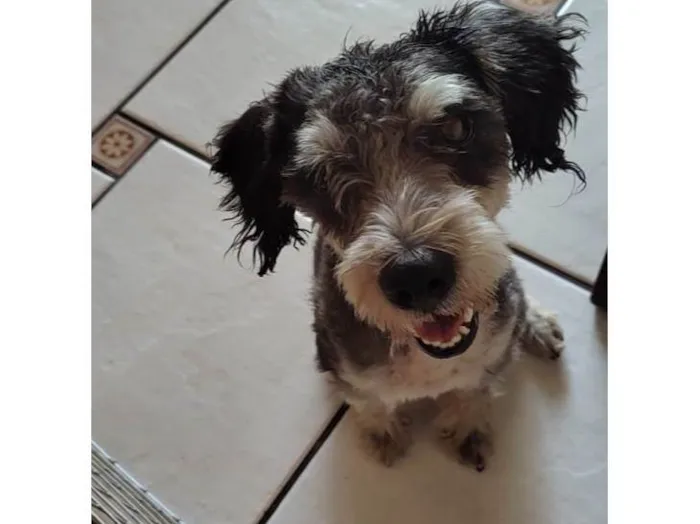 Cachorro ra a Schnauzer  idade  nome Não sabemos o nome 