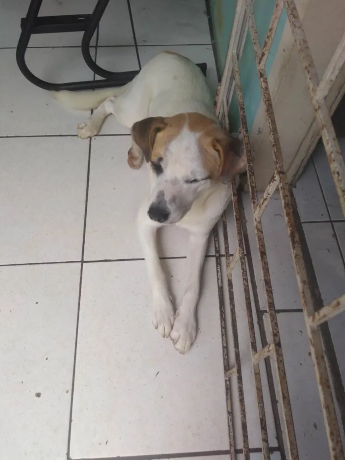 Cachorro ra a Dog paulista  idade 7 a 11 meses nome Torr