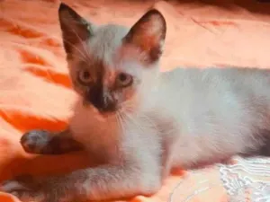 Gato raça Siamês idade 2 a 6 meses nome Sem nome