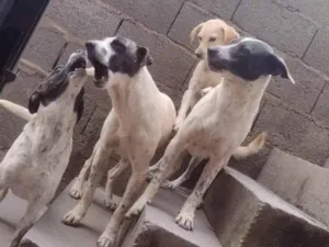 Cachorro raça SRD-ViraLata idade 1 ano nome Ota