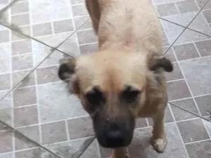 Cachorro raça SRD-ViraLata idade 1 ano nome maya