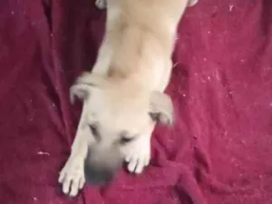 Cachorro raça SRD-ViraLata idade 2 a 6 meses nome sem nome