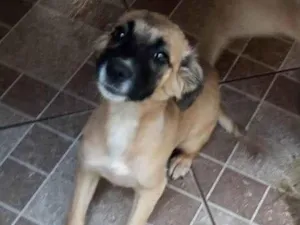 Cachorro raça SRD-ViraLata idade 2 a 6 meses nome sem nome