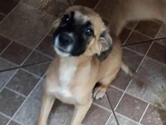 Cachorro ra a SRD-ViraLata idade 2 a 6 meses nome sem nome