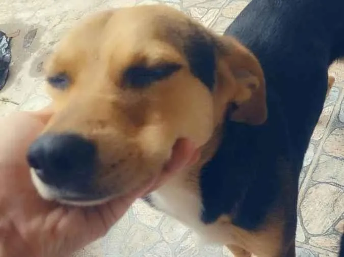 Cachorro ra a SRD-ViraLata idade 1 ano nome Nick