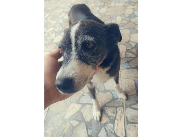 Cachorro ra a SRD-ViraLata idade 6 ou mais anos nome Belinha 