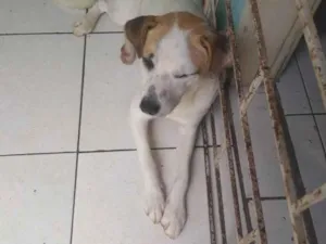 Cachorro raça Dog paulista  idade 7 a 11 meses nome Torr