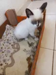Gato raça SRD-ViraLata idade 2 a 6 meses nome Pompom bb2meses 