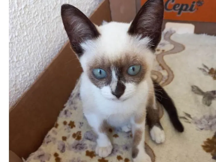 Gato raça SRD-ViraLata idade 2 a 6 meses nome Pompom bb2meses 