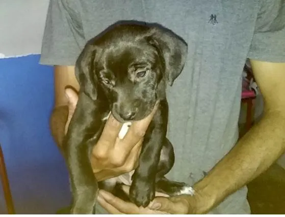 Cachorro raça SRD-ViraLata idade Abaixo de 2 meses nome Mike bb2meses lindo 