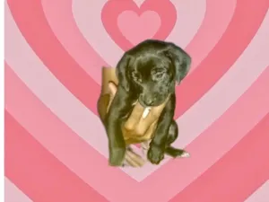 Cachorro raça SRD-ViraLata idade Abaixo de 2 meses nome Mike bb2meses lindo 