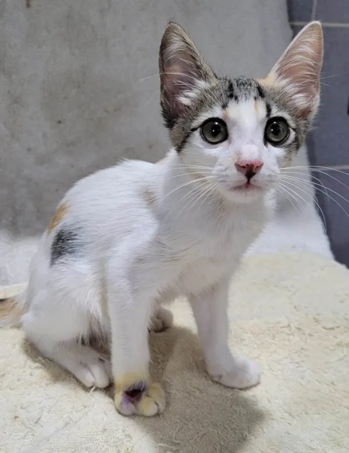 Gato ra a Sem raça definida.  idade 2 a 6 meses nome Bebezinha. 