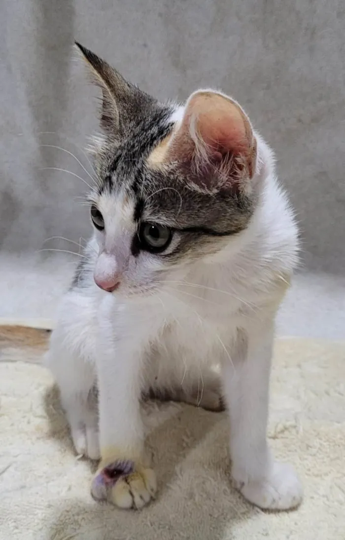 Gato ra a Sem raça definida.  idade 2 a 6 meses nome Bebezinha. 