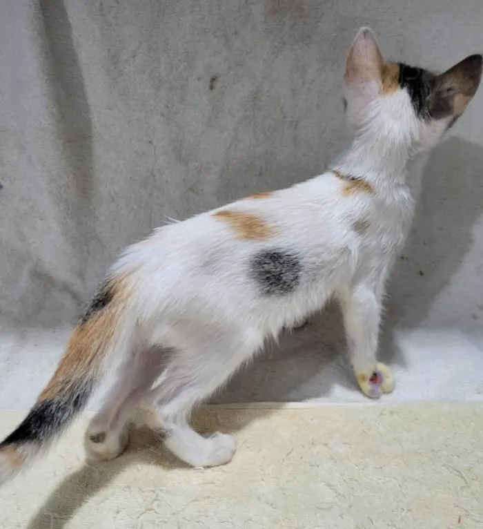 Gato ra a Sem raça definida.  idade 2 a 6 meses nome Bebezinha. 