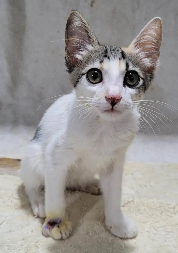 Gato ra a Sem raça definida.  idade 2 a 6 meses nome Bebezinha. 