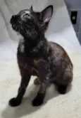 Melzinha.