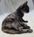 Melzinha.