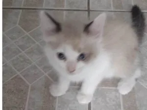 Gato raça SRD-ViraLata idade Abaixo de 2 meses nome Gatitos