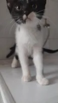 Gato raça SRD-ViraLata idade Abaixo de 2 meses nome Gatitos