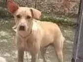 Cachorro raça Labrador  idade 7 a 11 meses nome Pipo