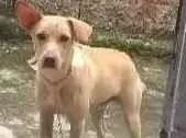 Cachorro ra a Labrador  idade 7 a 11 meses nome Pipo