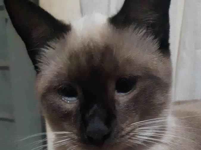 Gato ra a Siamês idade 2 anos nome Hagata