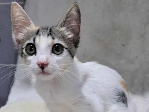 Gato raça Sem raça definida.  idade 2 a 6 meses nome Bebezinha. 