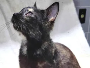 Gato raça Sem raça definida.  idade 2 a 6 meses nome Melzinha.