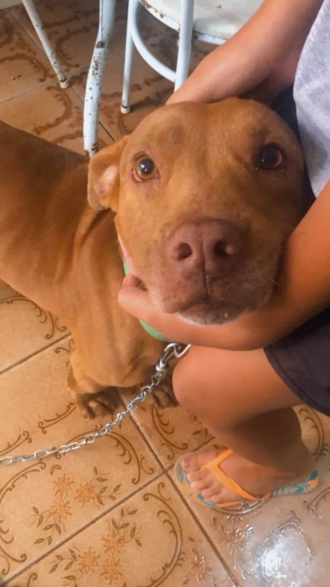 Cachorro ra a Pit-Bull misturado  idade 4 anos nome Beck