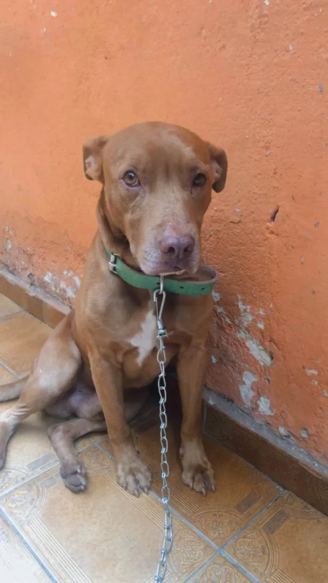 Cachorro ra a Pit-Bull misturado  idade 4 anos nome Beck