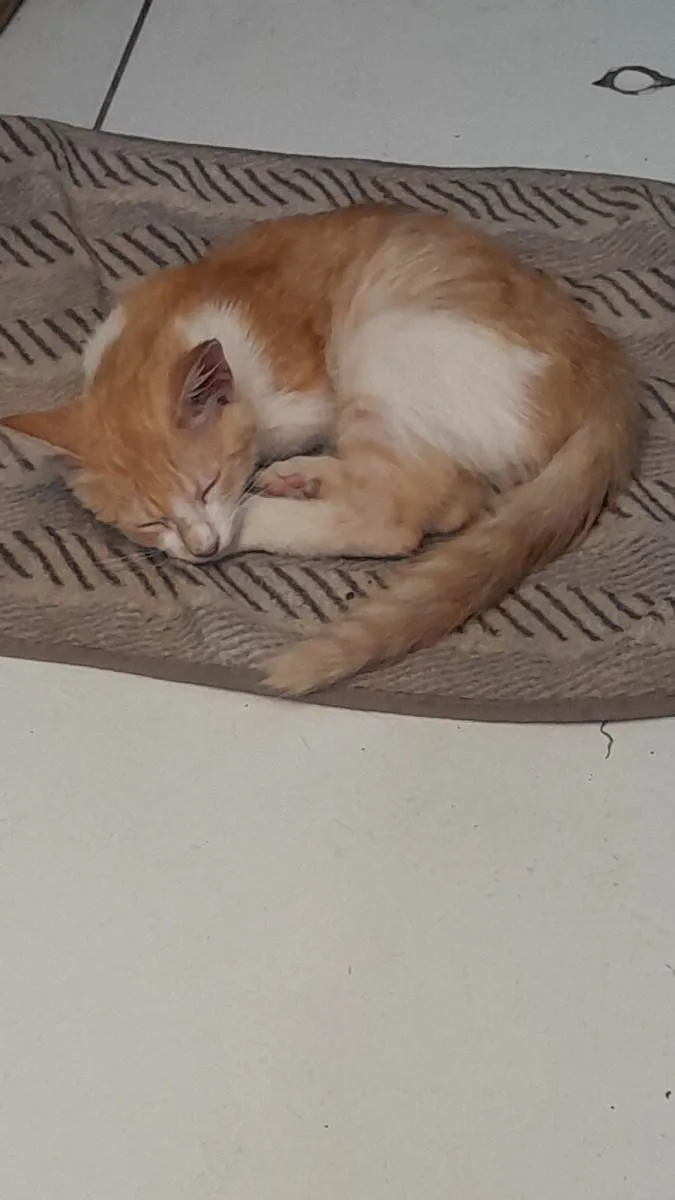 Cachorro ra a SRD-ViraLata idade 2 a 6 meses nome Garfield