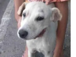 Cachorro raça SRD-ViraLata idade 7 a 11 meses nome Belinha branca