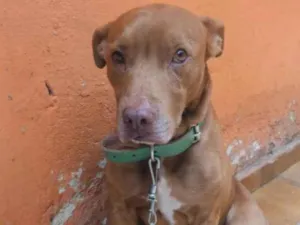 Cachorro raça Pit-Bull misturado  idade 4 anos nome Beck