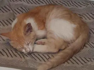 Cachorro raça SRD-ViraLata idade 2 a 6 meses nome Garfield