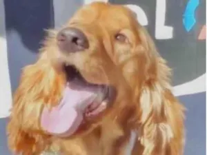 Cachorro raça Mestico  idade 3 anos nome Rock 