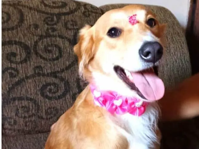 Cachorro ra a SRD-ViraLata idade 3 anos nome Kiara