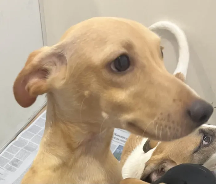 Cachorro raça SRD-ViraLata idade 2 a 6 meses nome Billy