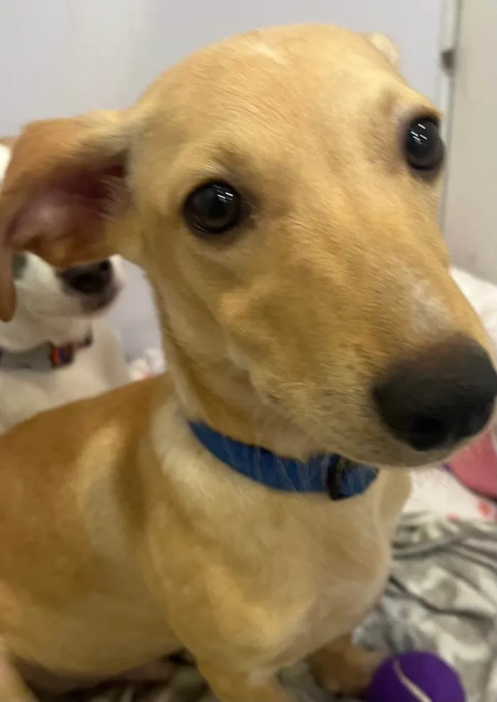 Cachorro raça SRD-ViraLata idade 2 a 6 meses nome Billy