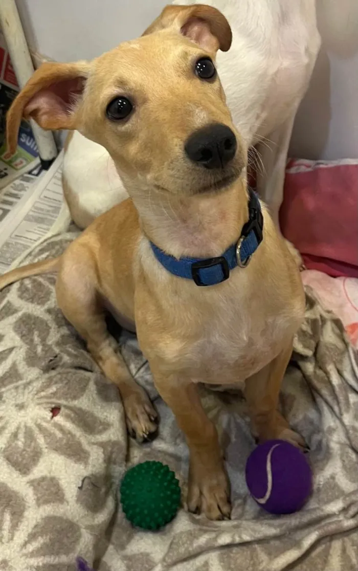 Cachorro raça SRD-ViraLata idade 2 a 6 meses nome Billy