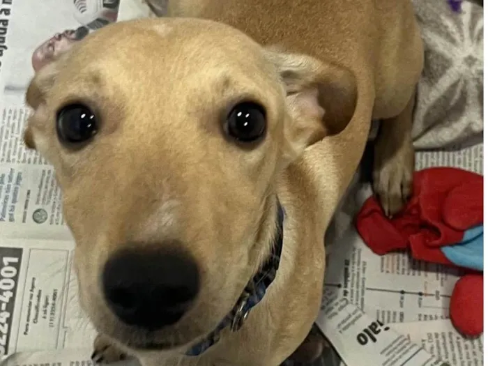 Cachorro raça SRD-ViraLata idade 2 a 6 meses nome Billy