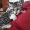 Caio