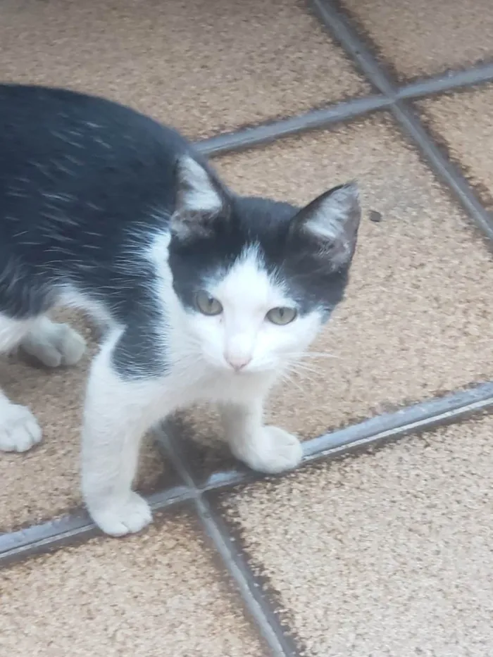 Gato raça  idade 2 a 6 meses nome Sem nome