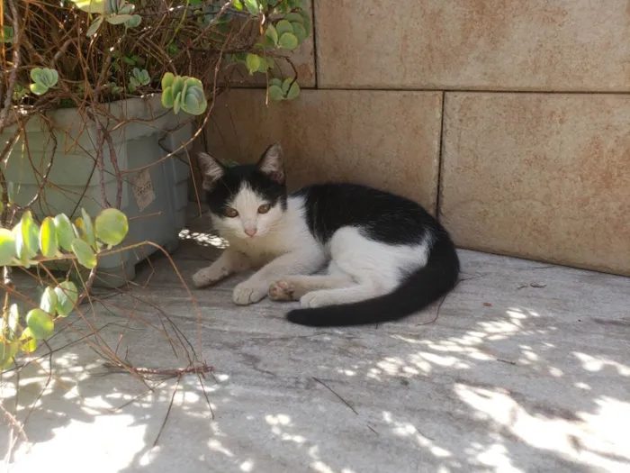Gato raça  idade 2 a 6 meses nome Sem nome