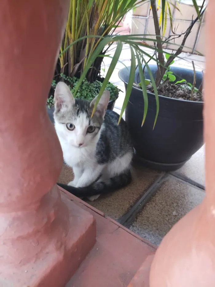 Gato raça  idade 2 a 6 meses nome Sem nome
