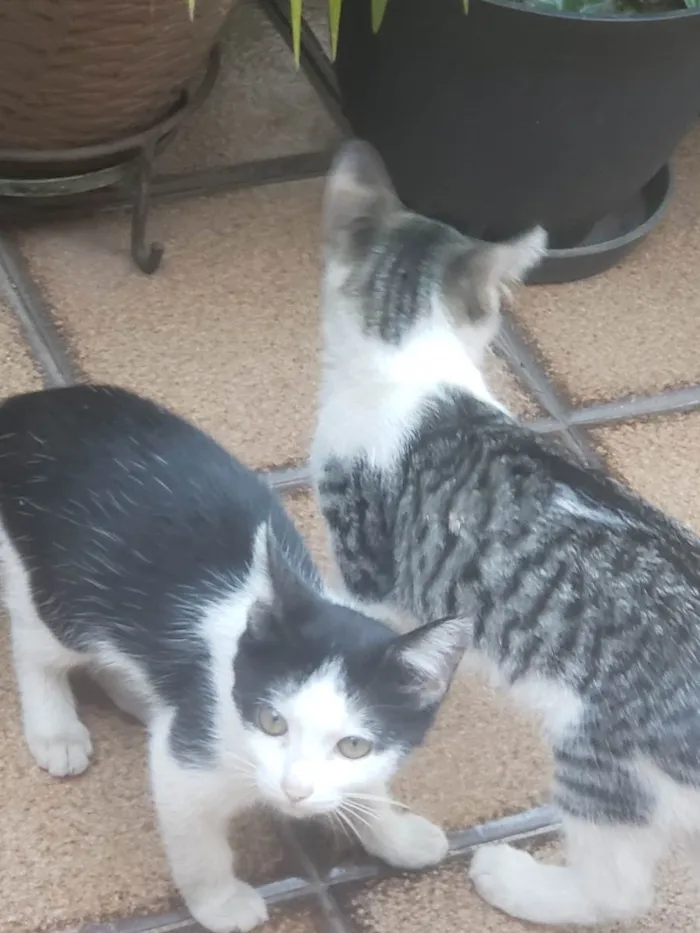 Gato raça  idade 2 a 6 meses nome Sem nome