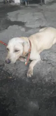 Poli