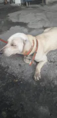 Poli