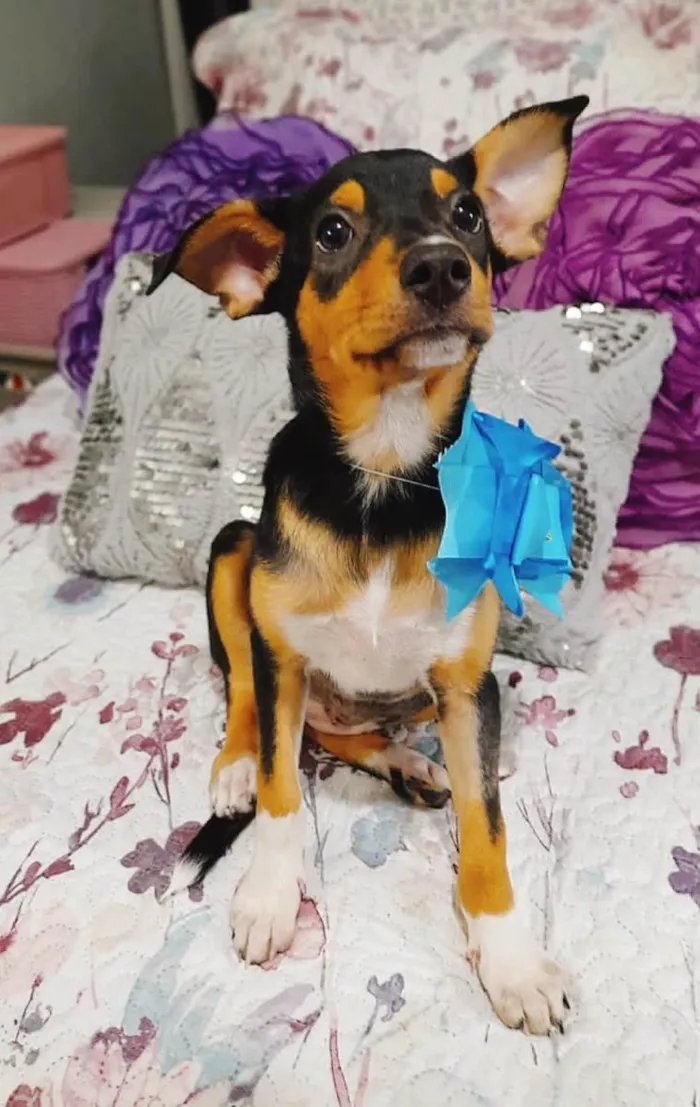 Cachorro ra a SRD-ViraLata idade 2 a 6 meses nome Filhotes 2 meses