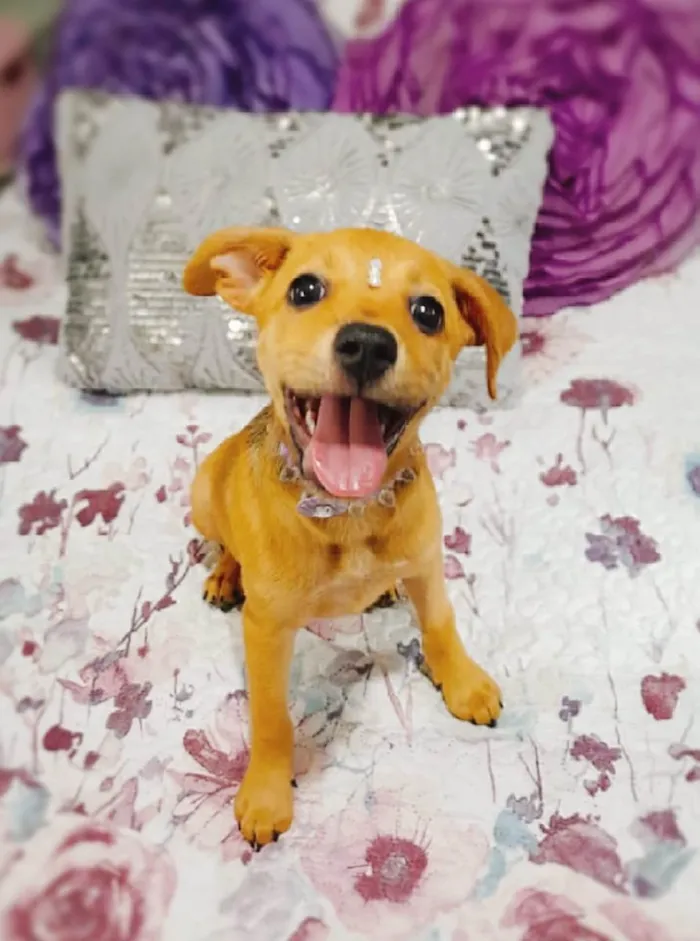 Cachorro ra a SRD-ViraLata idade 2 a 6 meses nome Filhotes 2 meses