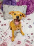Filhotes 2 meses